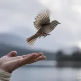 До чого сниться мертвий птах, який ожив
